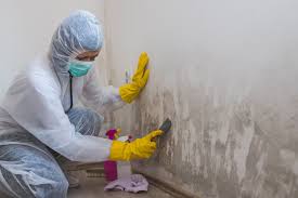 Trusted Largo, FL Mold Removal & Remediation Experts